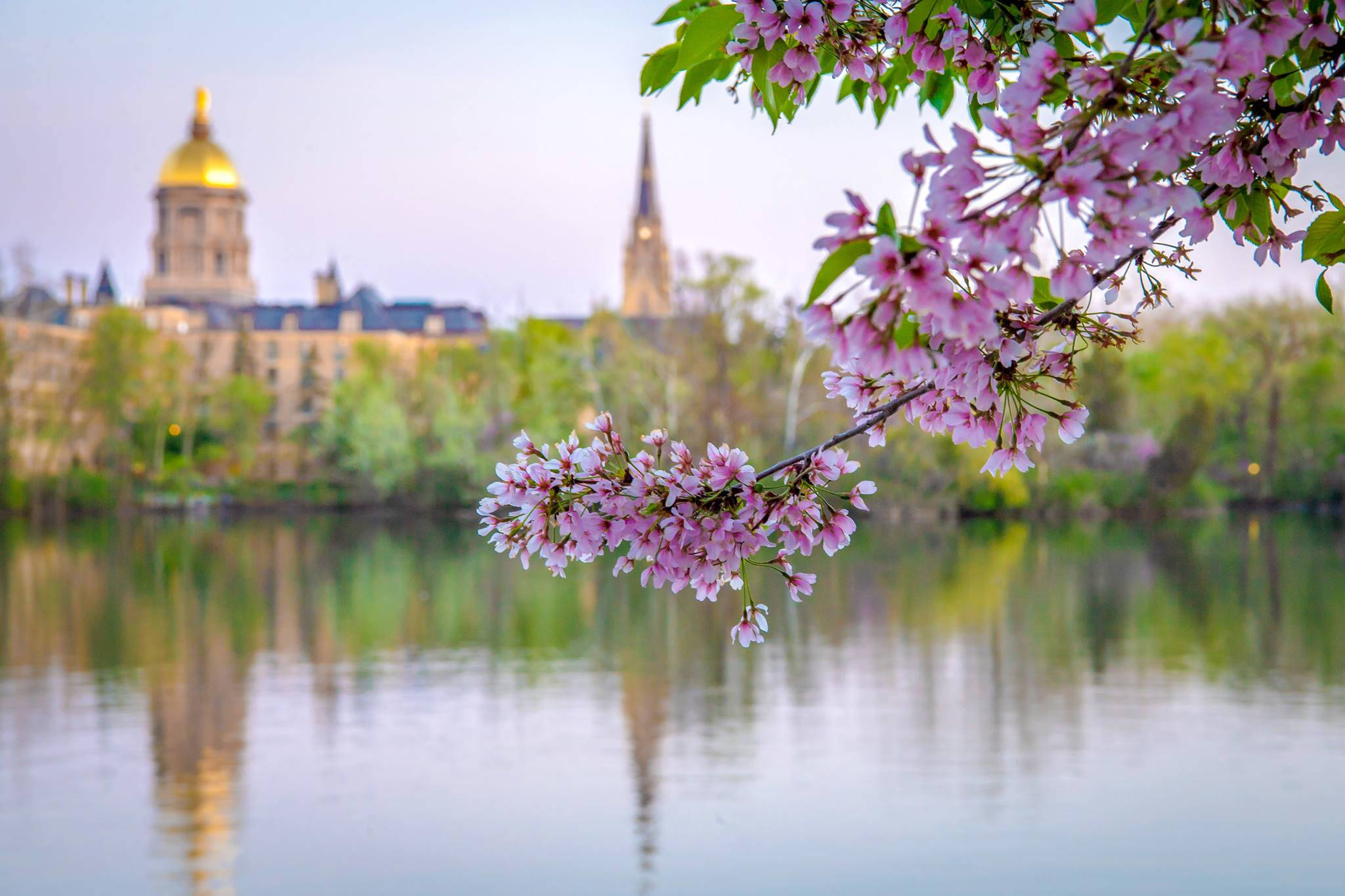 Cherry Blossom Tree, University Of Notre Dame, lake, Full HD Desktop Wallpaper
