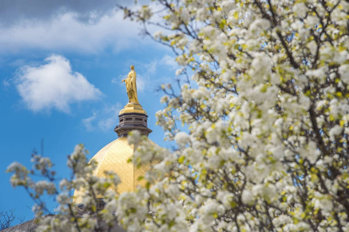 University Of Notre Dame, statue, tree, SD Desktop Wallpaper