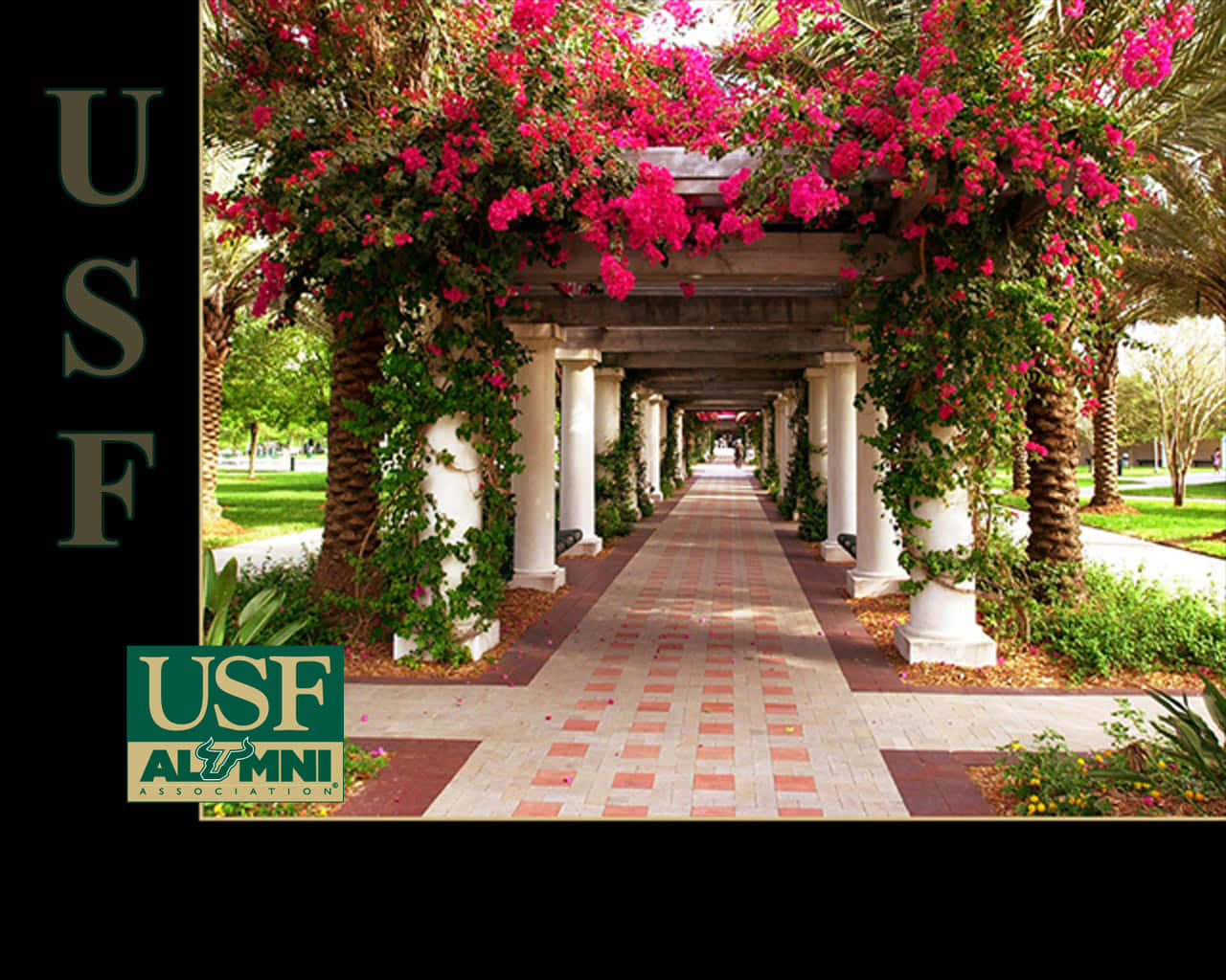 University Of South Florida, pink bougainvillea flowers, white pillars, HD Desktop Wallpaper