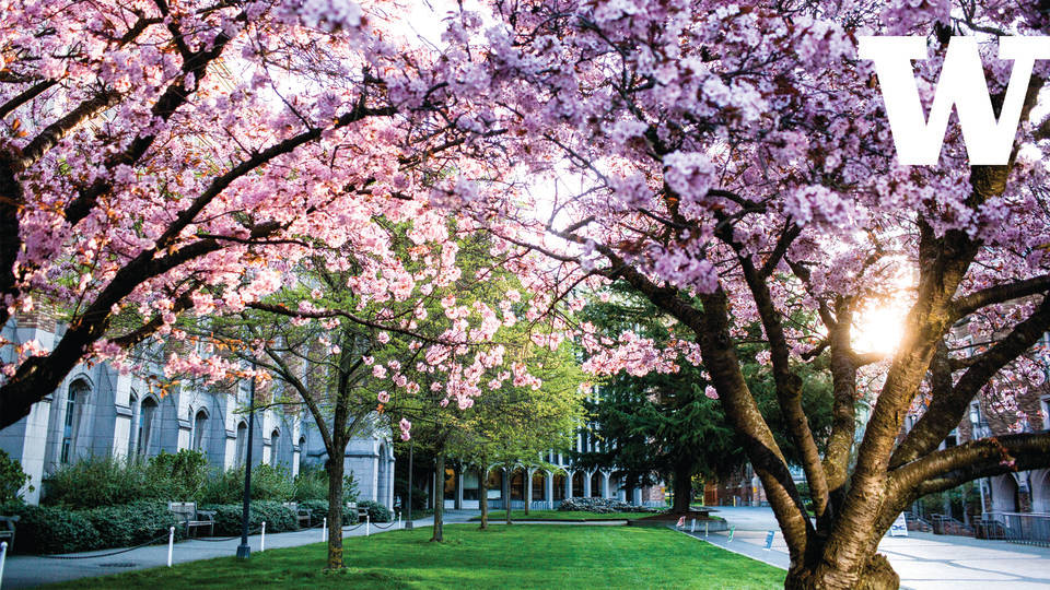 University Of Washington, cherry blossom trees, pink cherry blossoms, SD Desktop Wallpaper