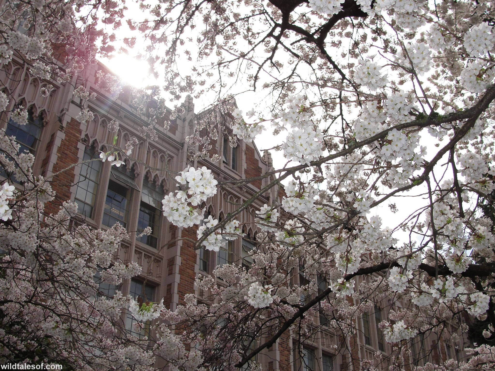 University Of Washington, sakura trees, blooming cherry blossoms, Full HD Desktop Wallpaper
