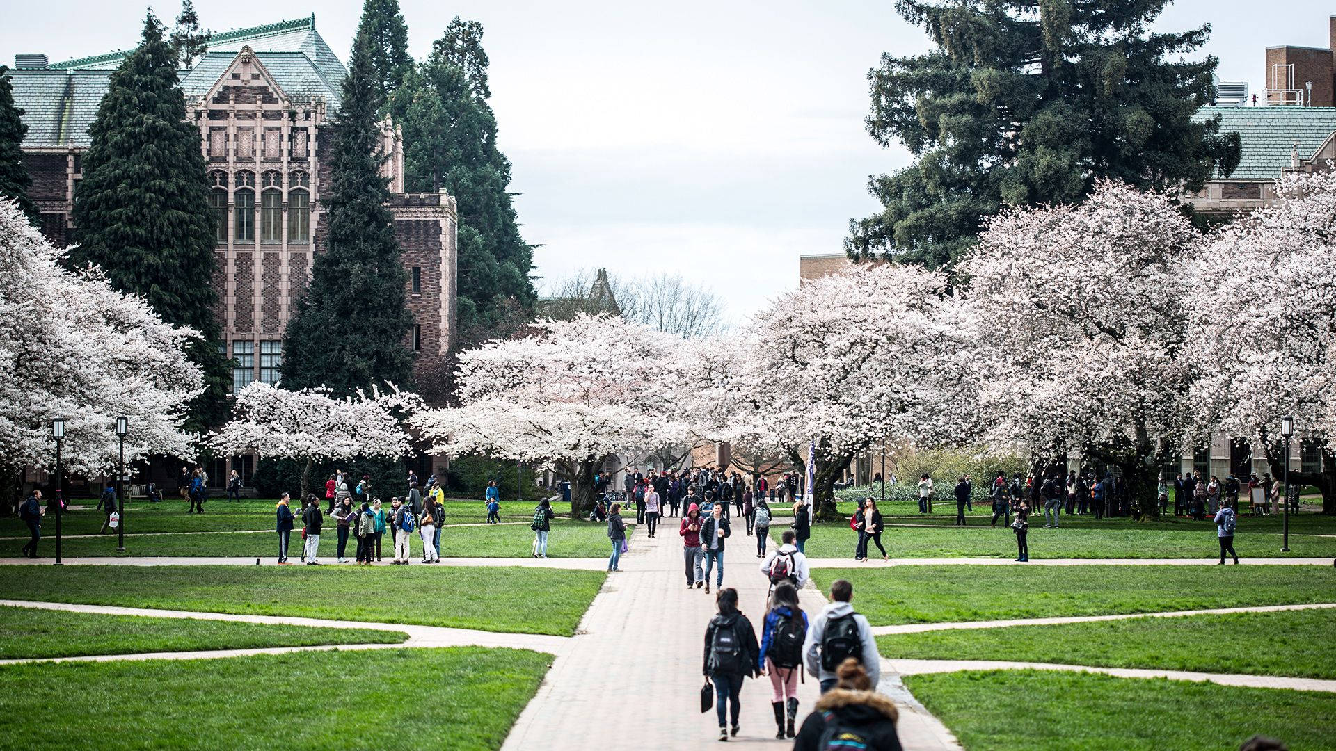 University of Washington, paved path, blooming cherry trees, Full HD Desktop Wallpaper