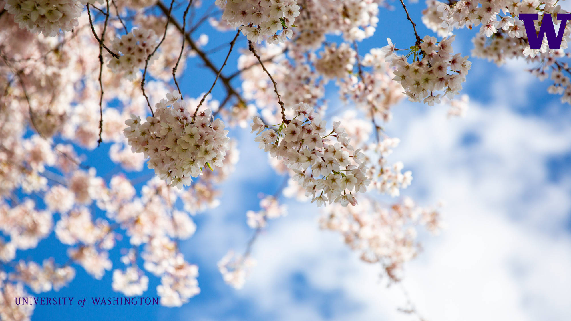 University Of Washington, sakura tree, pink cherry blossoms, Full HD Desktop Wallpaper