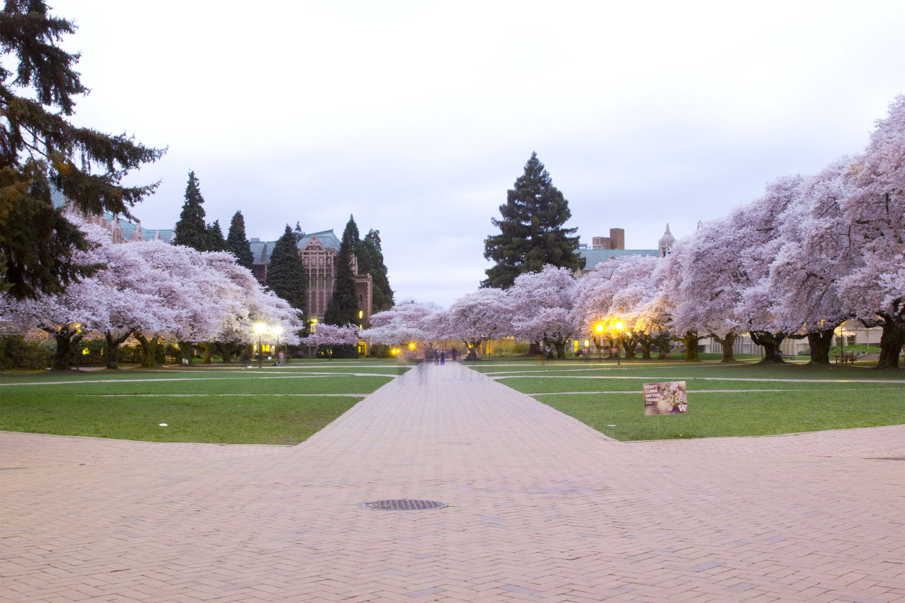 University Of Washington, paved path, campus park, 2K Desktop Wallpaper