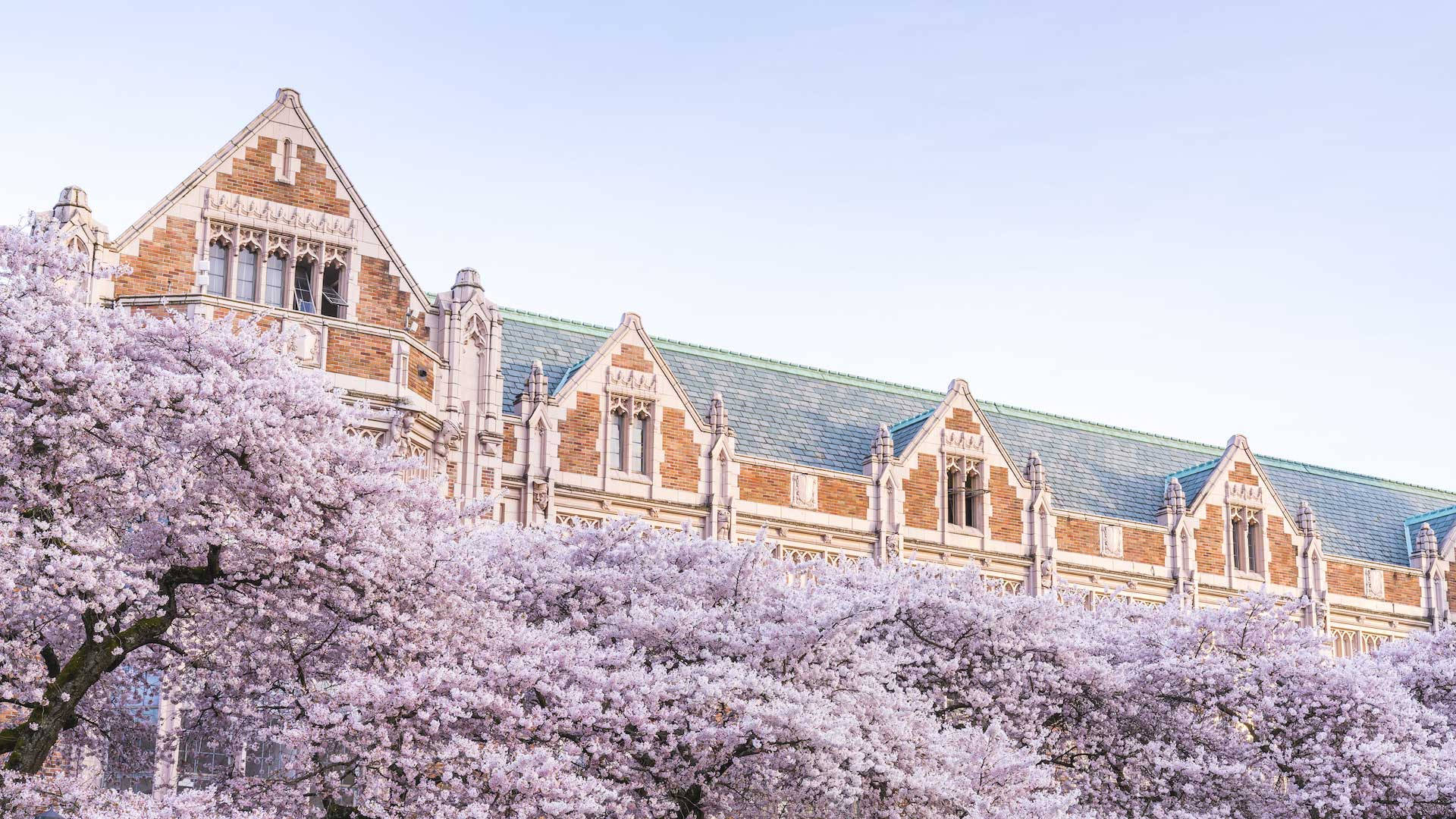 sakura trees, University of Washington, historic brick Gothic-style university building, Full HD Desktop Wallpaper