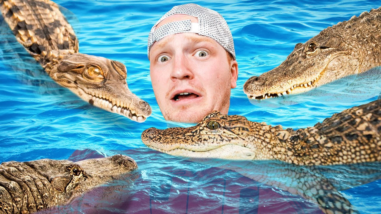 Unspeakable, alligators, pool cap, HD Desktop Wallpaper