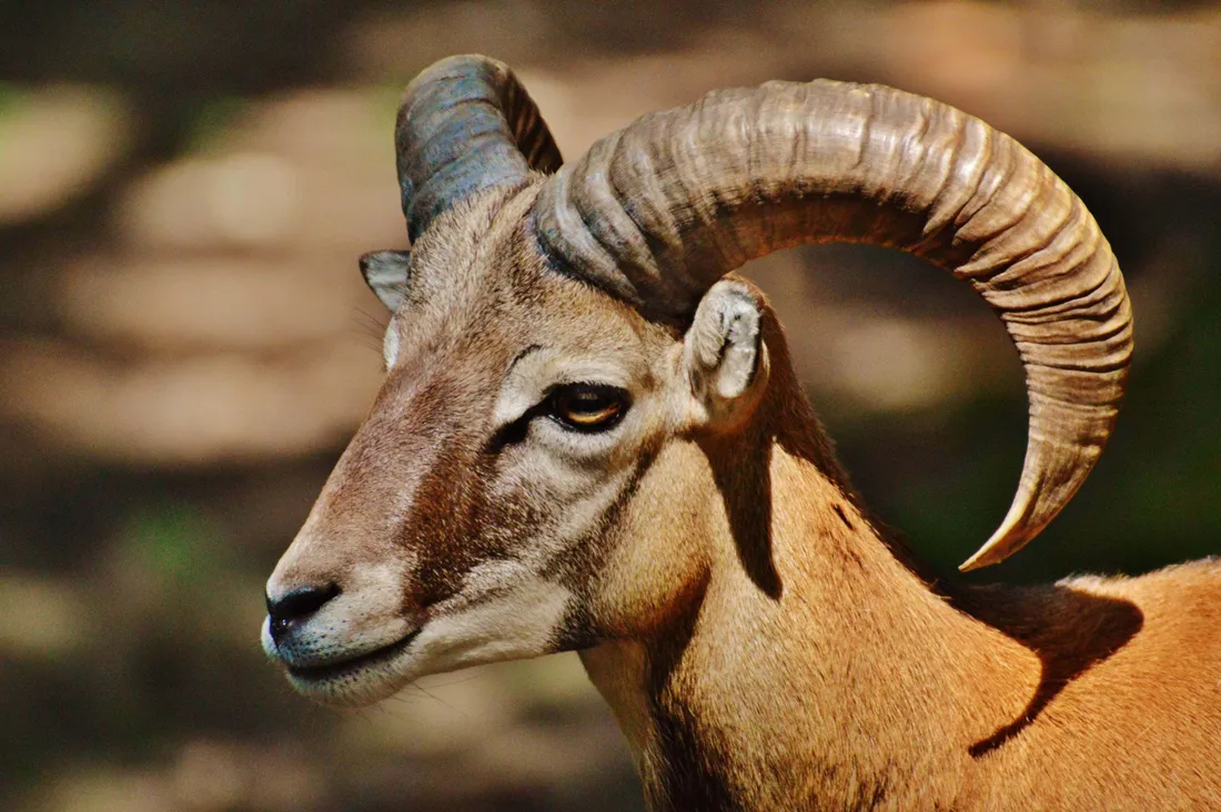 Urial