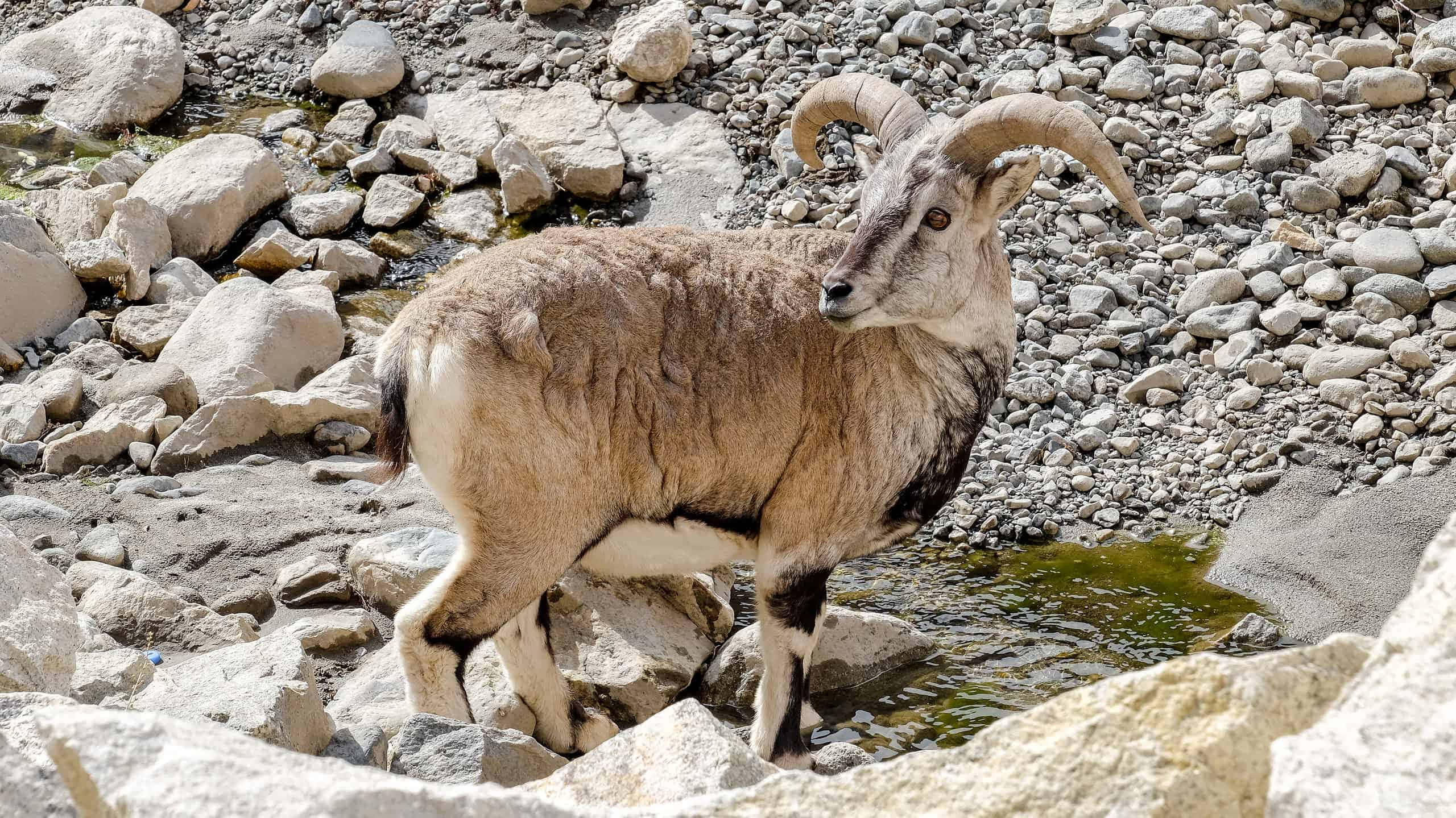 Urial, ramby, riverbed, 2K Desktop Wallpaper