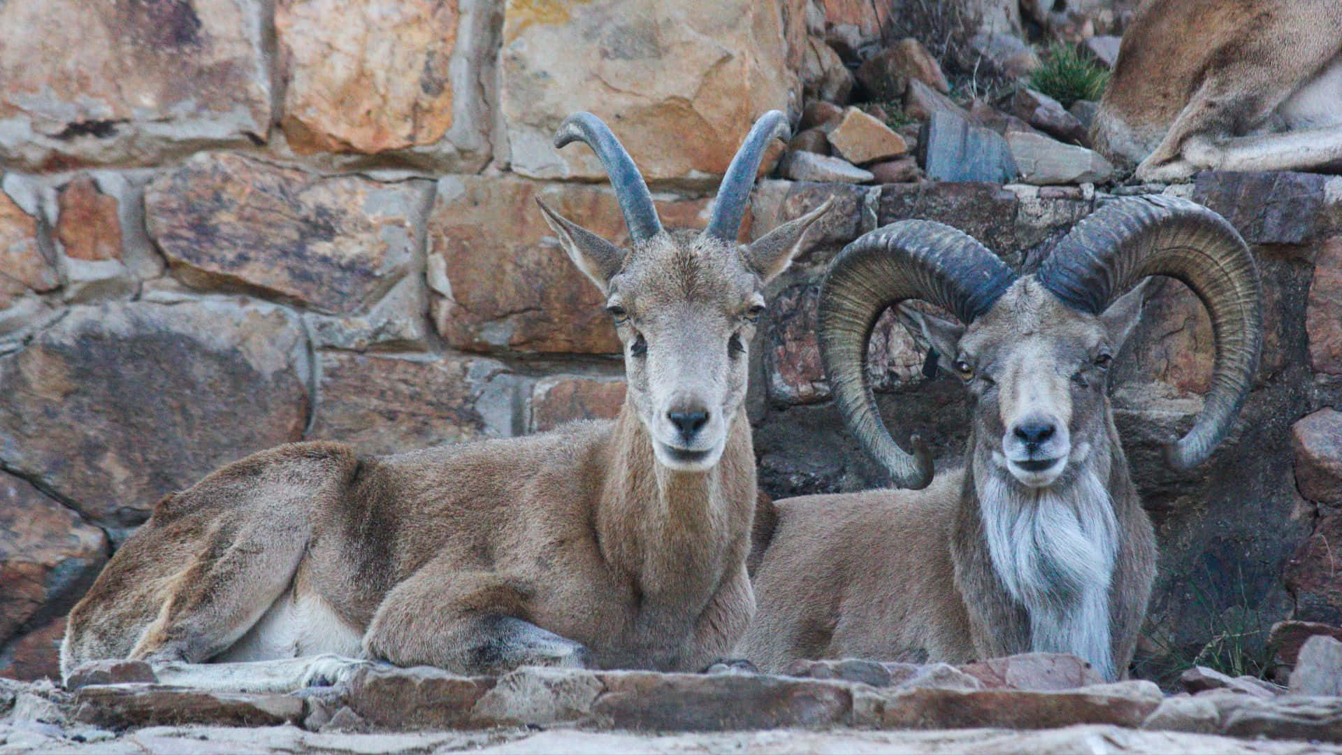 Urial, rams, stone wall, Full HD Desktop Wallpaper