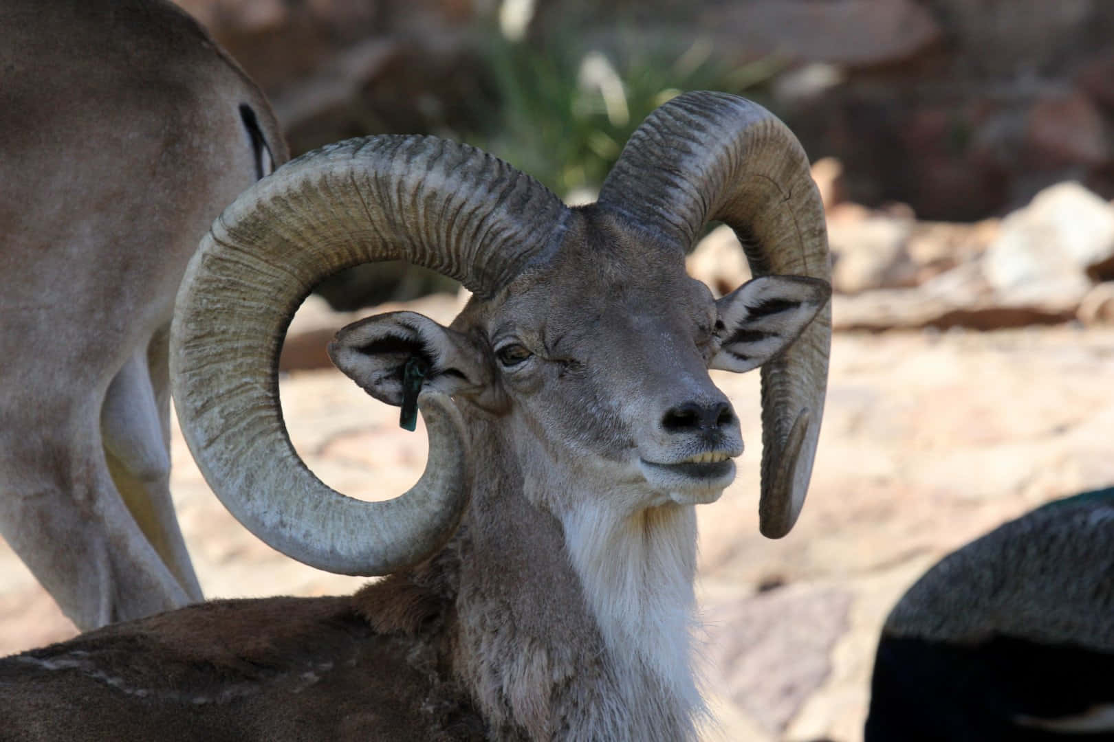 Urial, ram, curled horns, HD Desktop Wallpaper