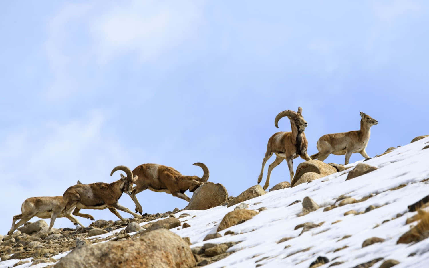 Urial, rams, snowy slope, HD Desktop Wallpaper