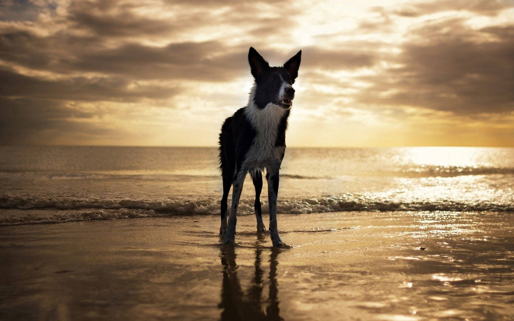 USA Beach Dog, sunset, ocean water, HD Desktop Wallpaper