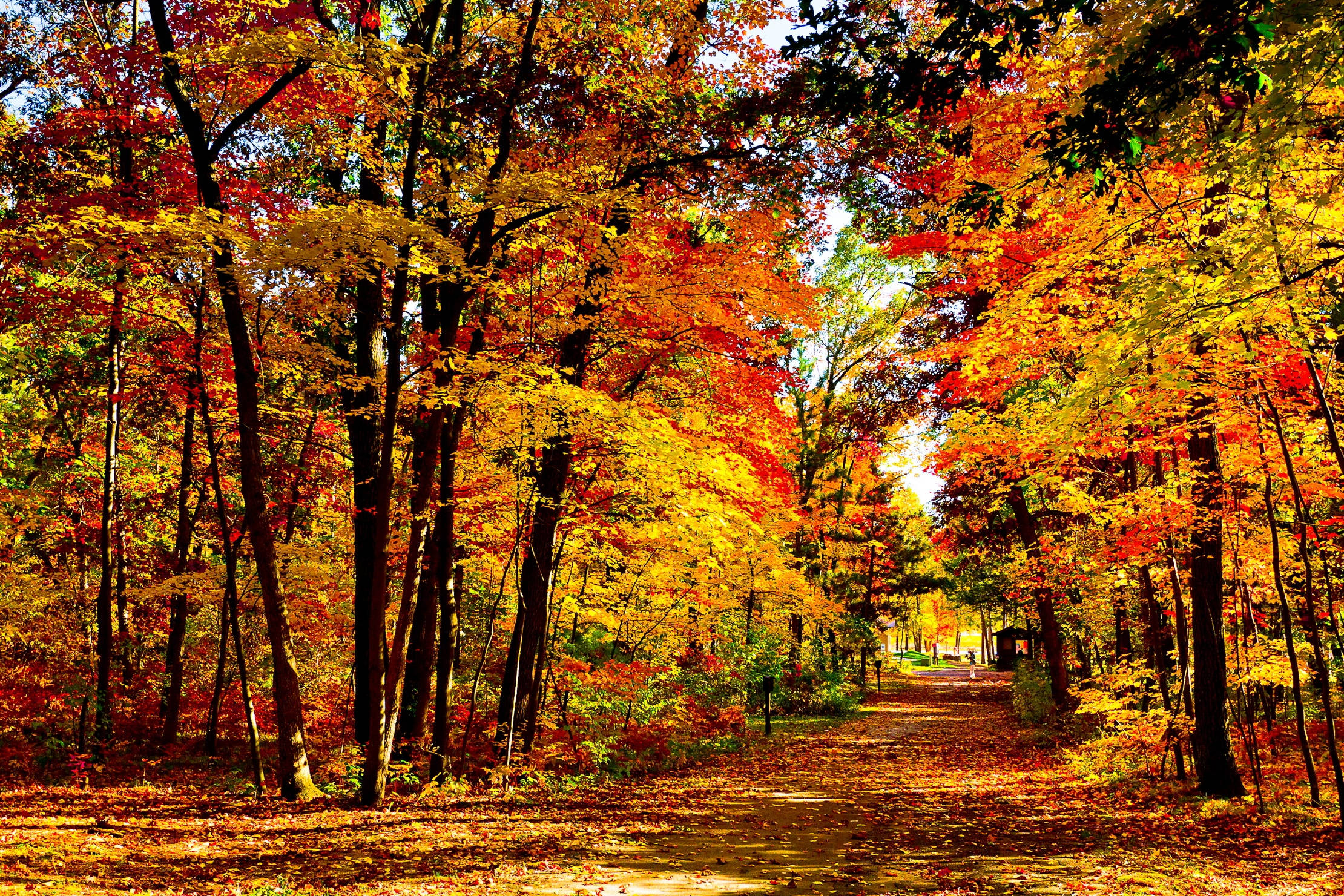 USA, autumn season, forest, Full HD Desktop Wallpaper