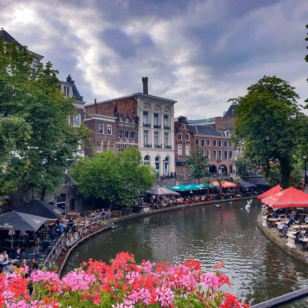 Utrecht, canal, flower blooms, SD Desktop Wallpaper