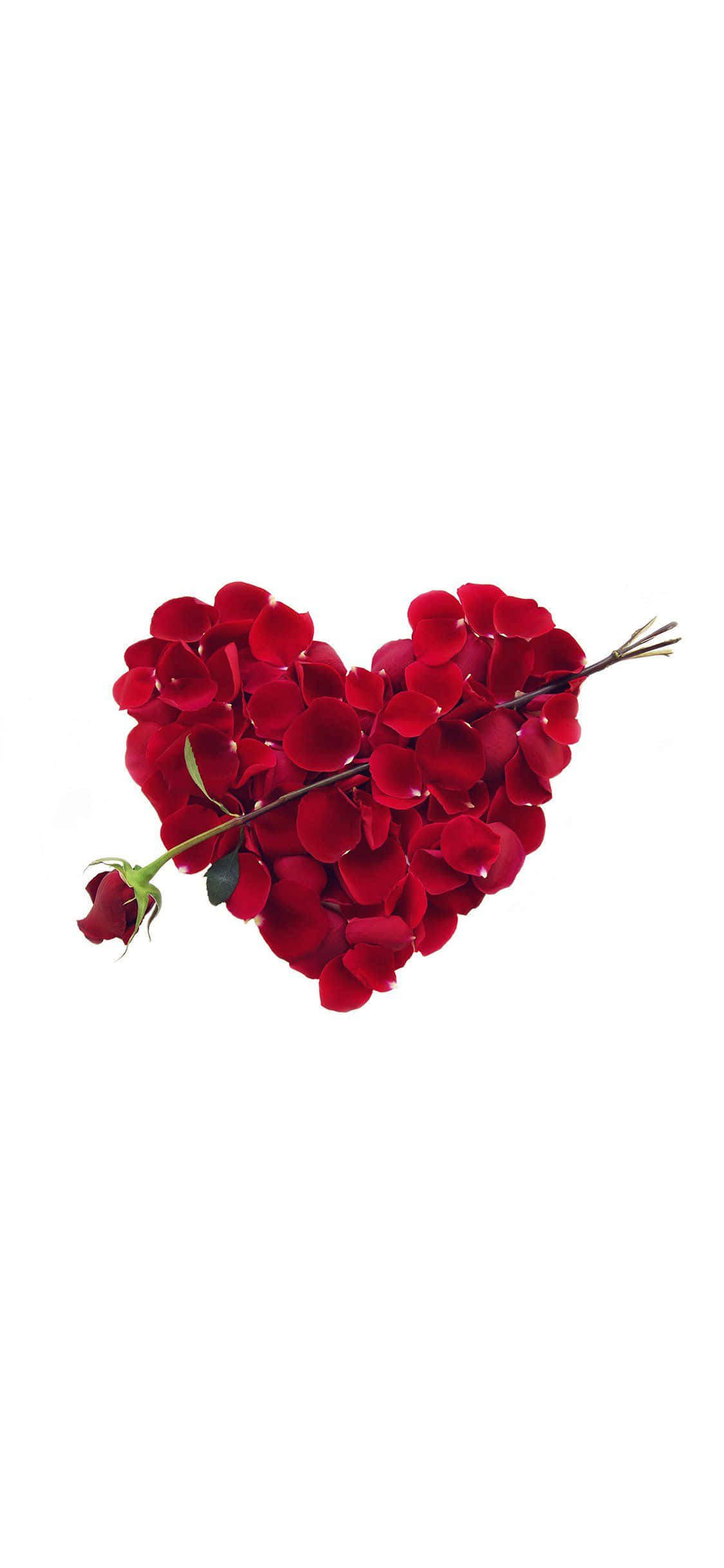 heart shape, vibrant red rose petals, single stem, Full HD Phone Wallpaper