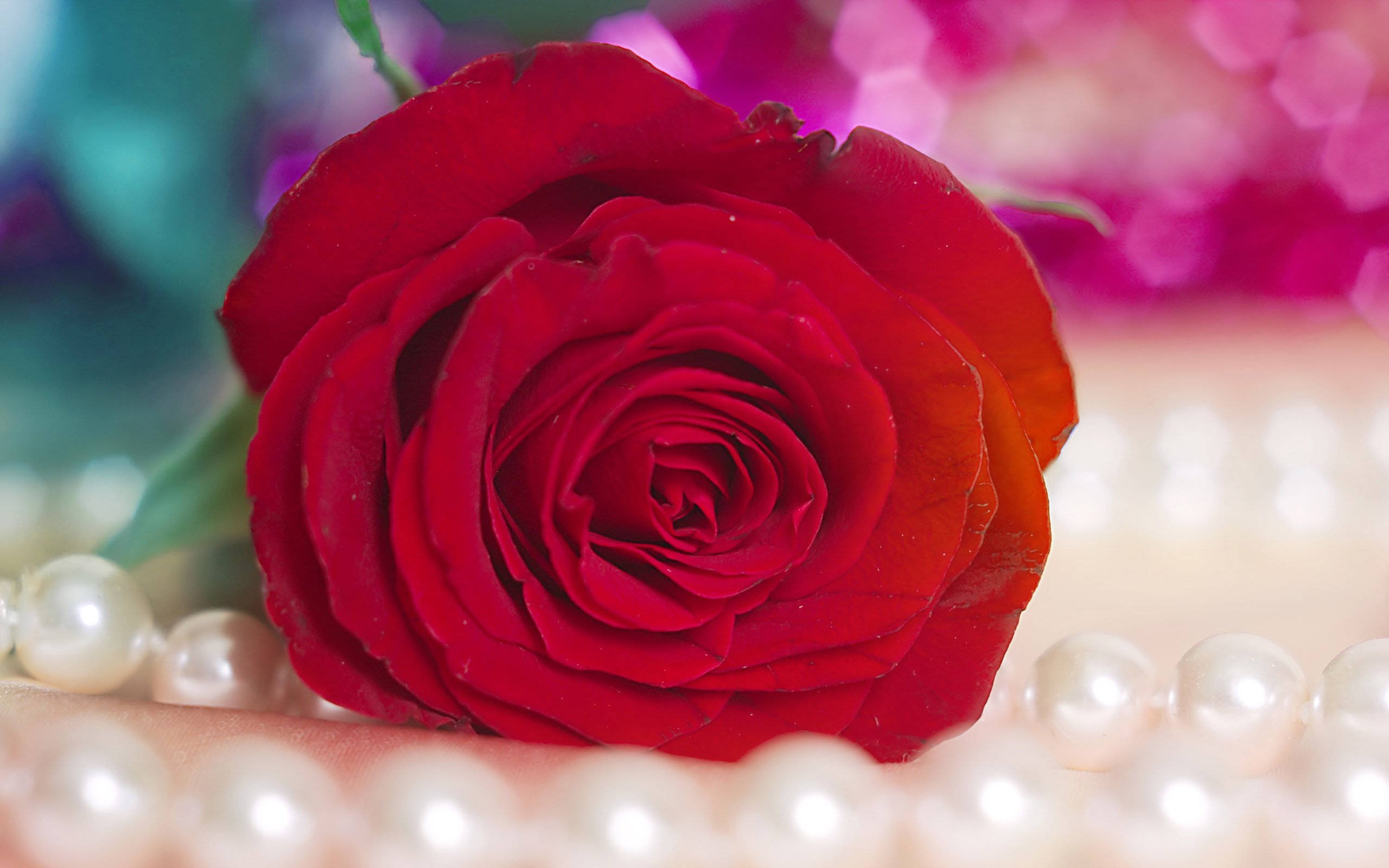 vivid red rose, intricate petals, string of lustrous pearls, 2K Desktop Wallpaper