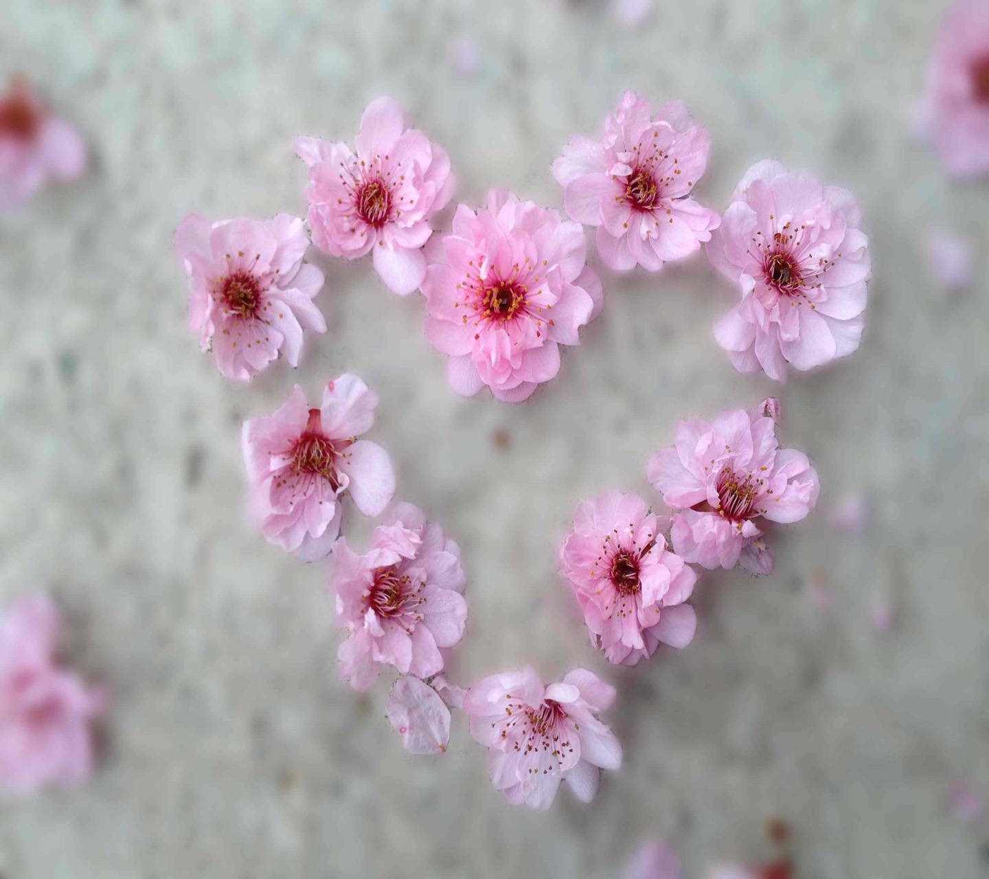 pink cherry blossoms, heart shape, soft gray textured surface, HD Desktop Wallpaper