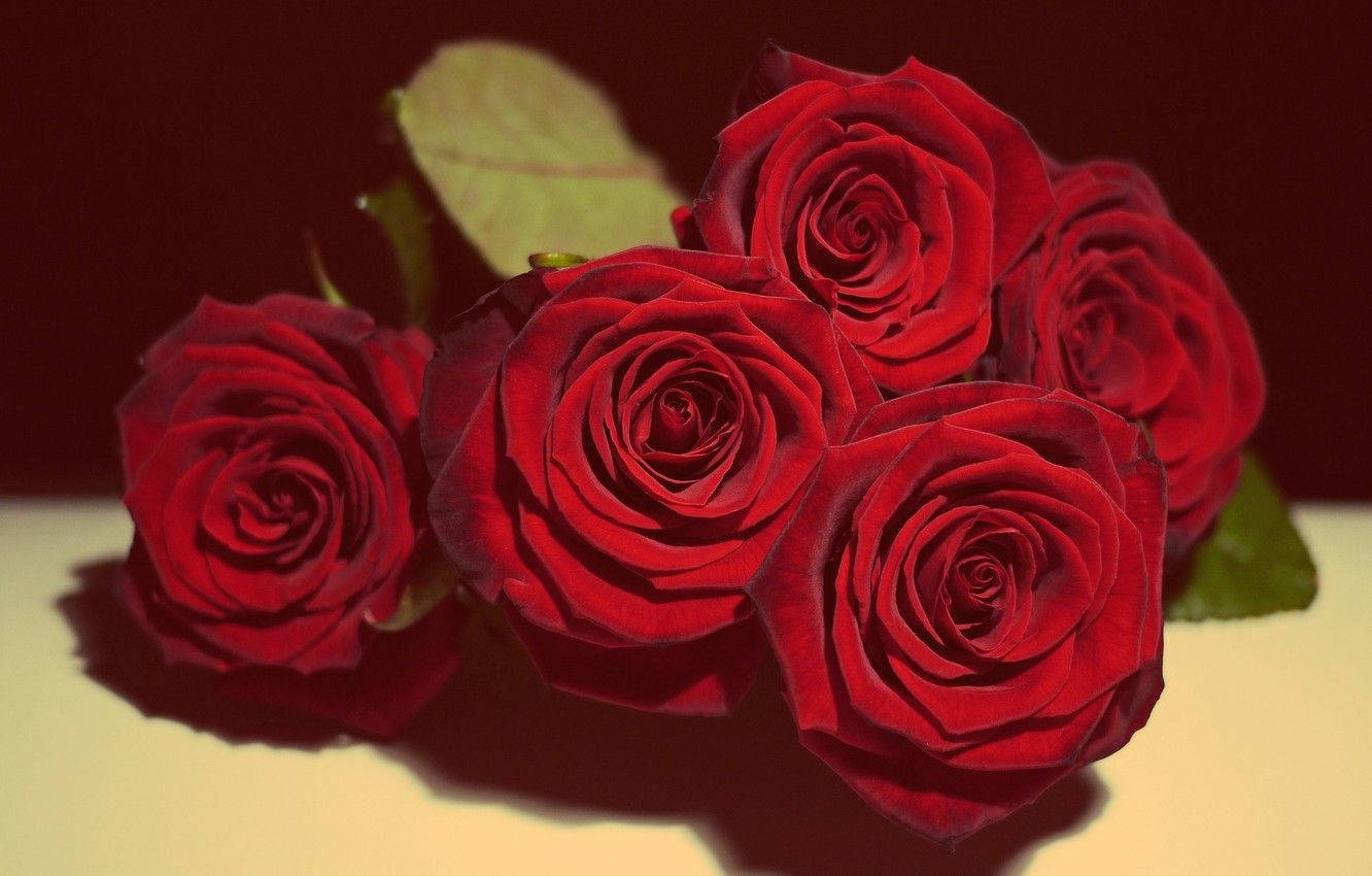 red roses, velvety petals, green leaves, HD Desktop Wallpaper