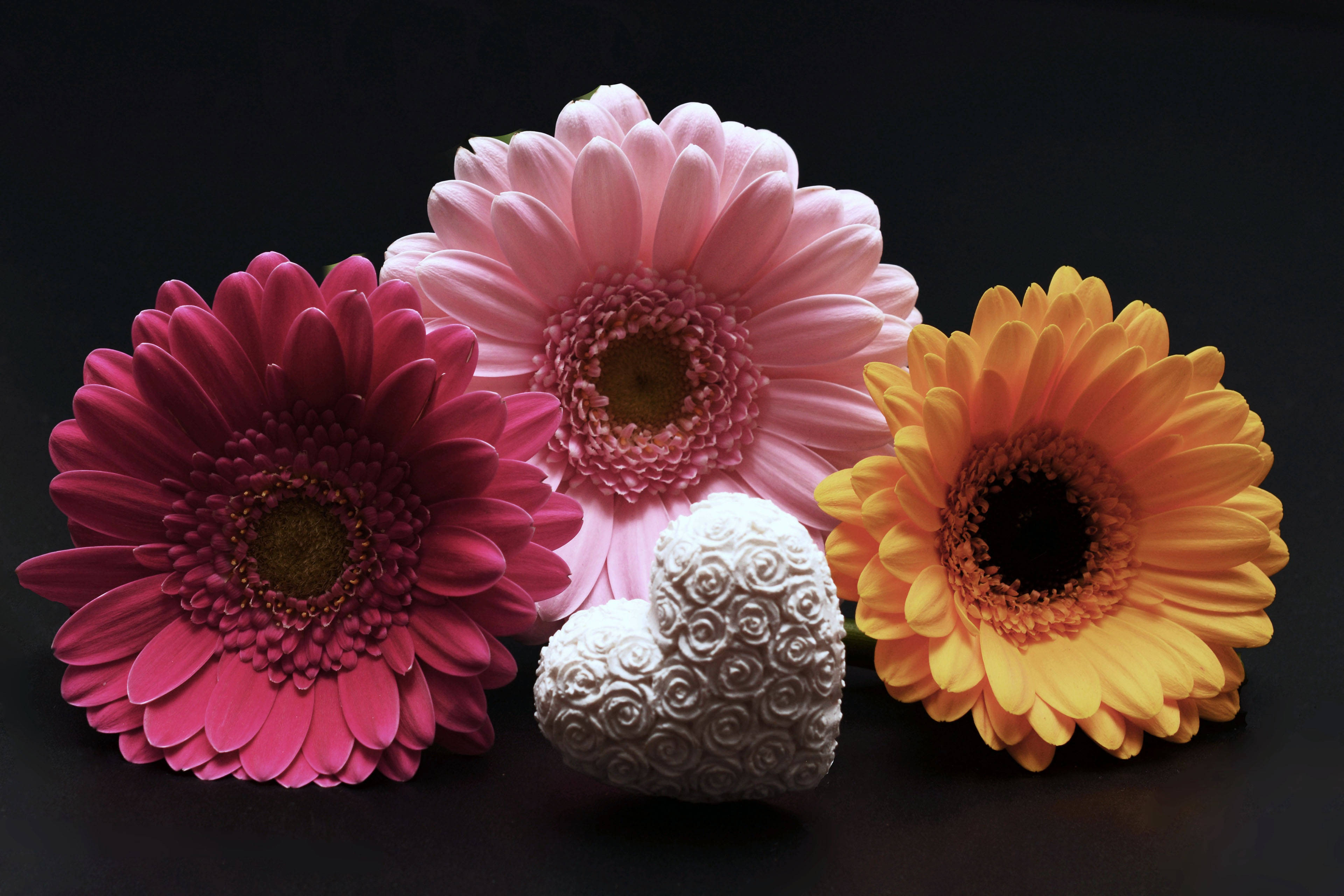 gerbera daisies, pink magenta, yellow, 4K Desktop Wallpaper
