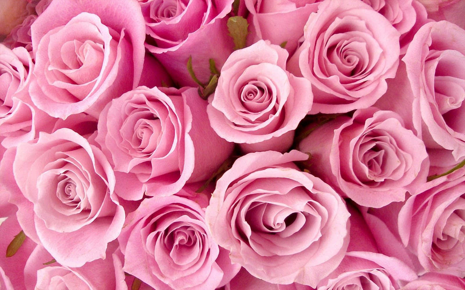 Pink Valentine Day, soft pink roses, delicate petals, HD Desktop Wallpaper