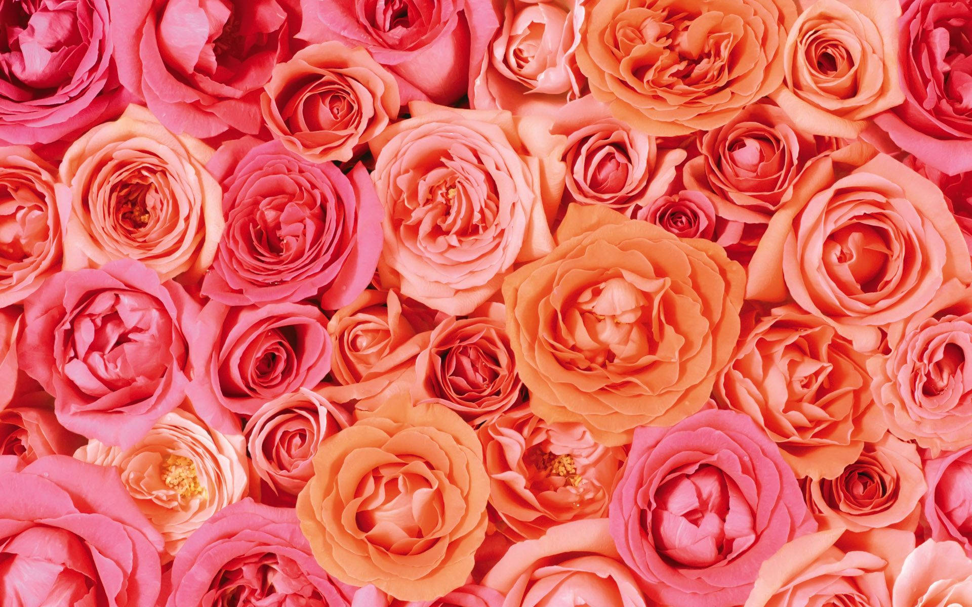 pink roses, coral roses, vibrant pink, Full HD Desktop Wallpaper