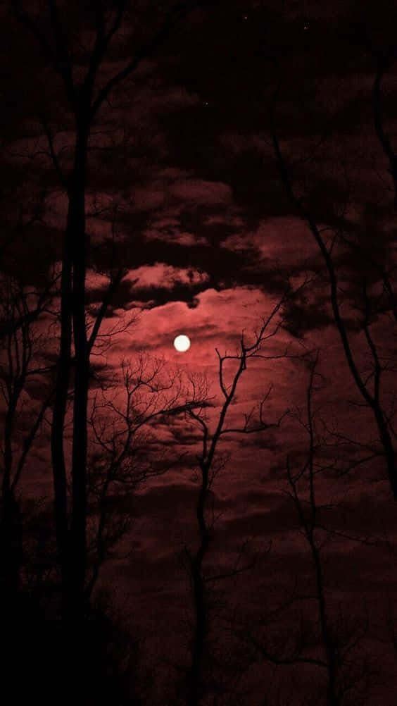 blood red moon, dark silhouetted trees, stormy crimson sky, SD Phone Wallpaper
