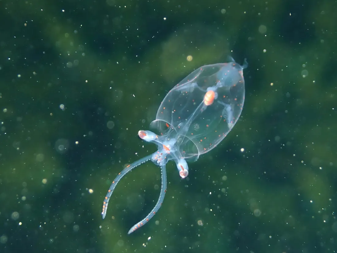 Vampire Squid
