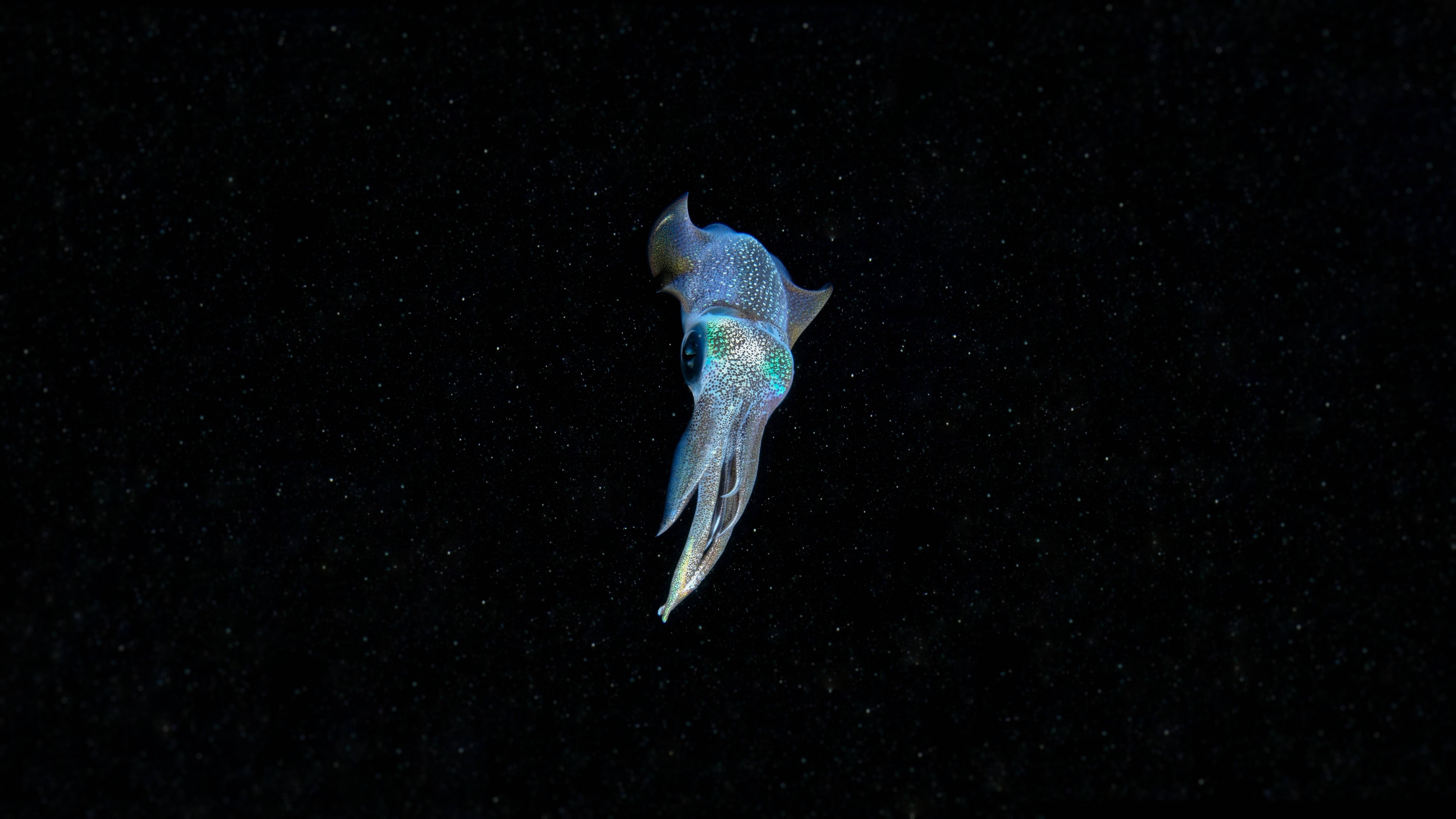 neon blue squid, luminous blue squid, star-speckled black ocean abyss, 5K Desktop Wallpaper