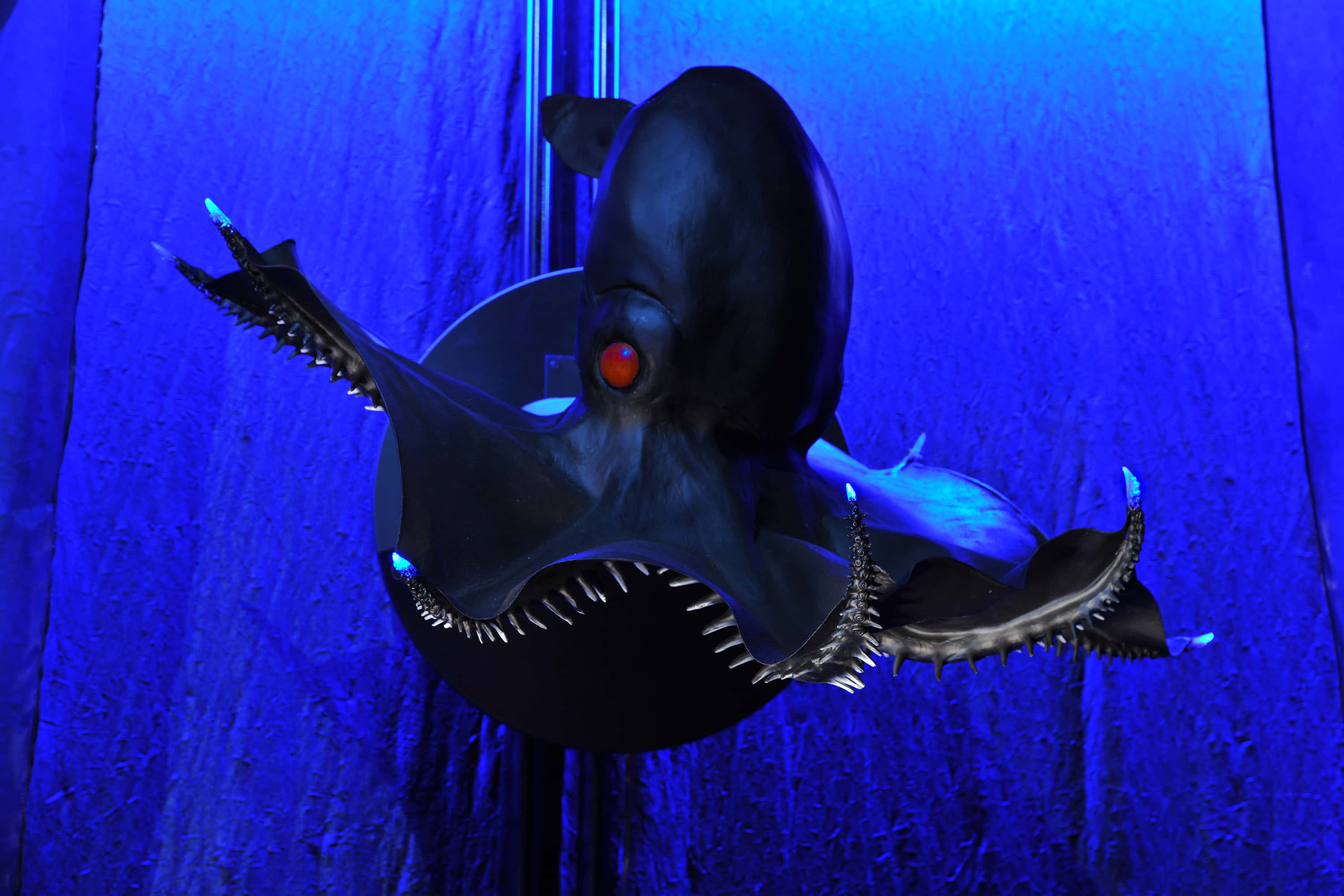 Vampire Squid, deep blue sea, black octopus, 2K Desktop Wallpaper