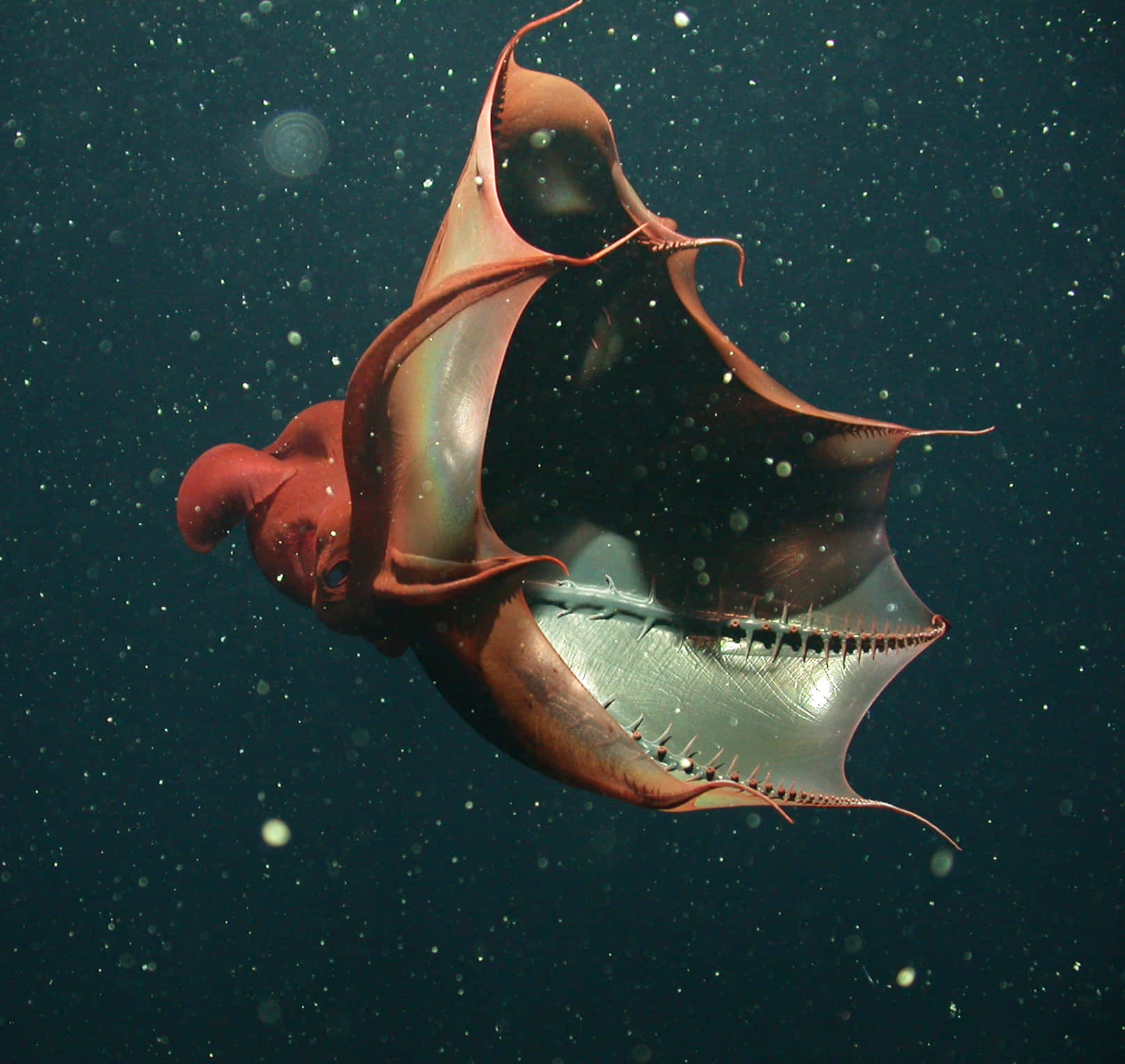 Vampire Squid, underwater dance, translucent wings, HD Desktop Wallpaper