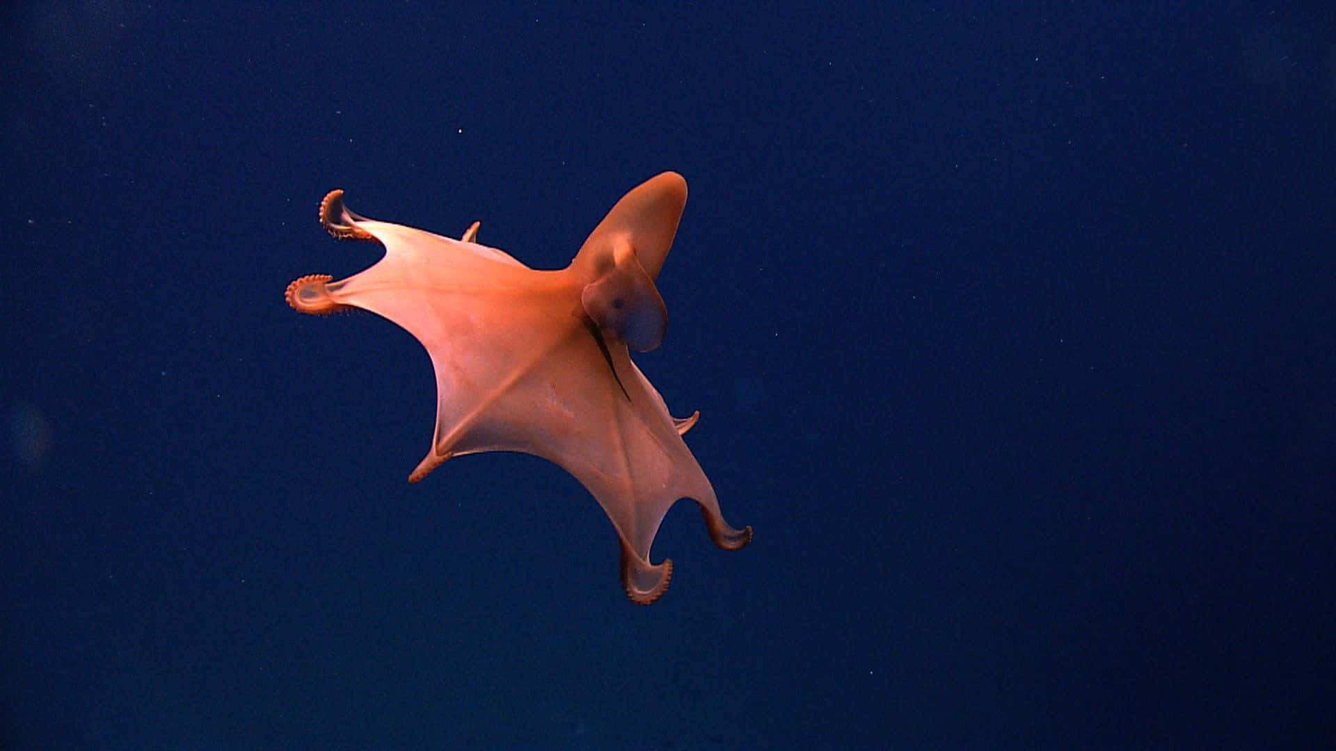 vampire squid, translucent pink, deep blue ocean water, Full HD Desktop Wallpaper