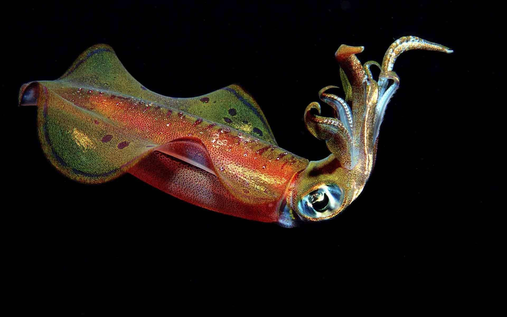 Green Red Squid, iridescent reds greens and golds, stark black background, Full HD Desktop Wallpaper