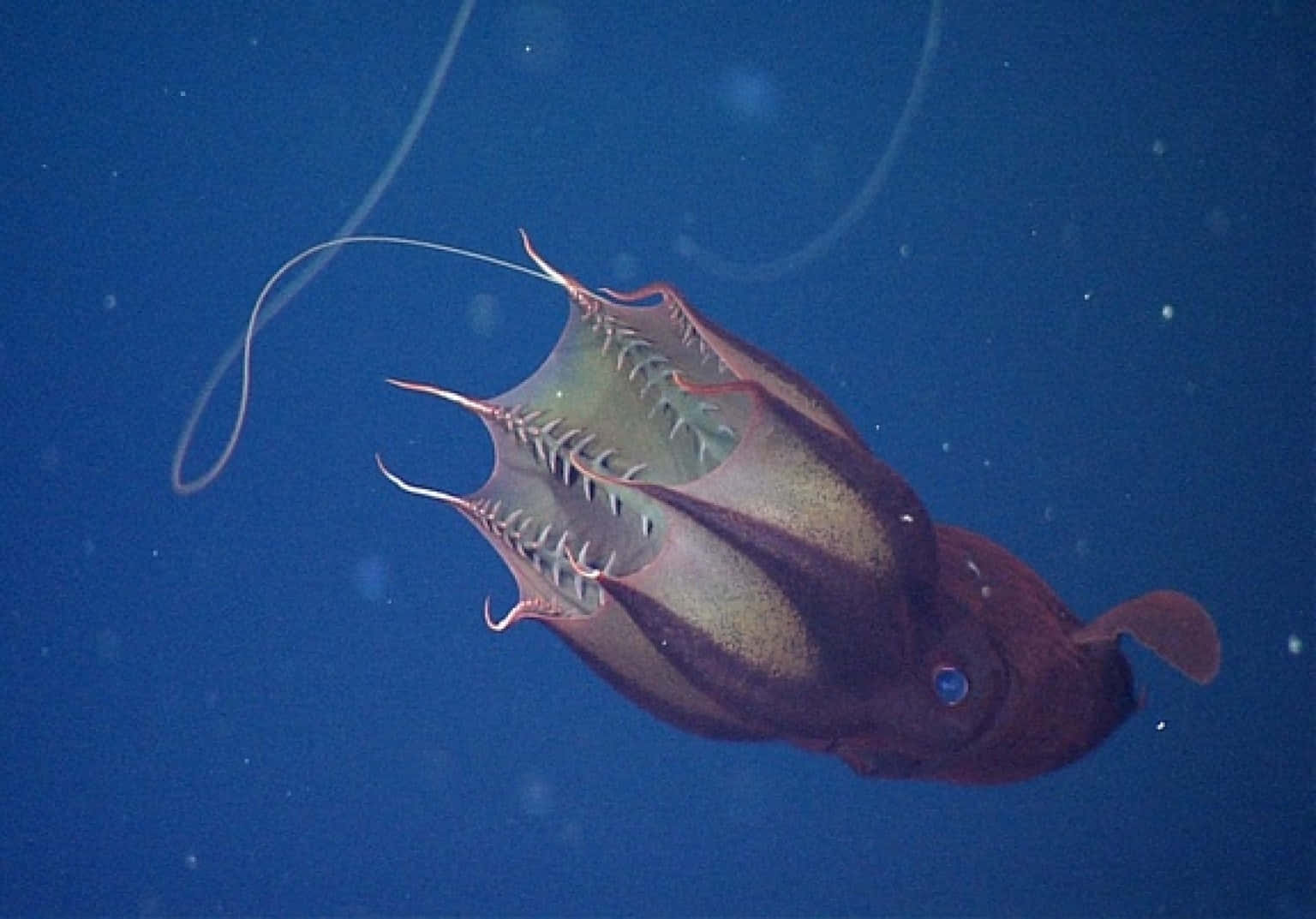Vampire Squid, deep-sea, dark blue water, HD Desktop Wallpaper