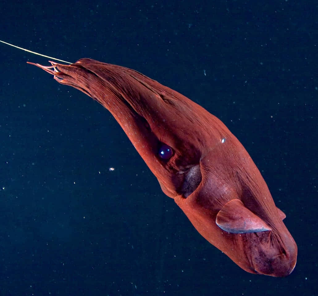 Vampire Squid, deep sea exploration, glowing blue eye, SD Desktop Wallpaper