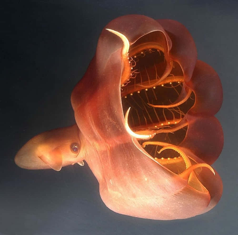 Vampire Squid, translucent orange, glowing tentacles, SD Desktop Wallpaper
