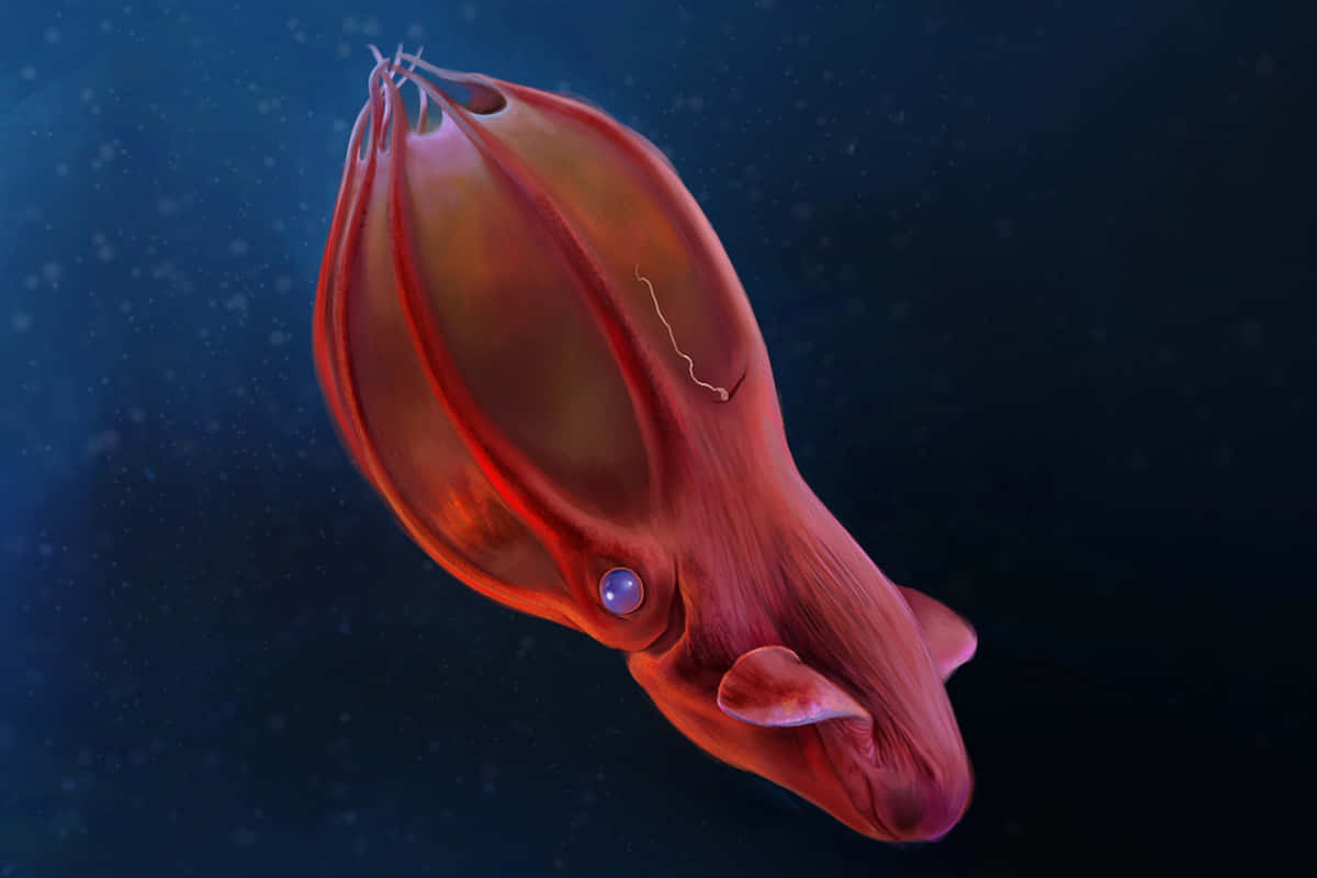 Vampire Squid, translucent red, dark blue ocean, SD Desktop Wallpaper