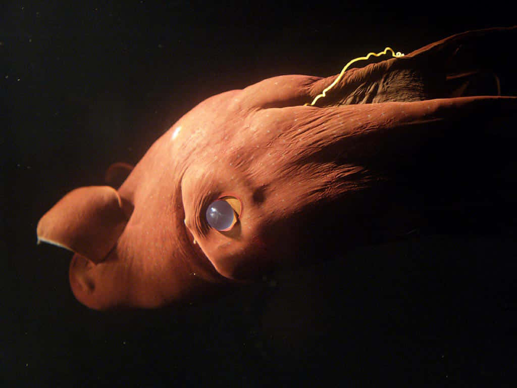 Vampire Squid, deep-sea squid, single large eye, SD Desktop Wallpaper
