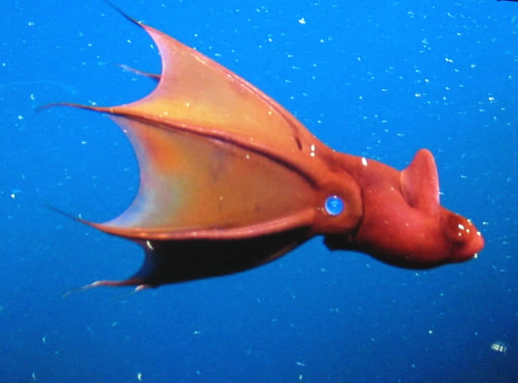 vampire squid, orange, deep blue ocean water, SD Desktop Wallpaper