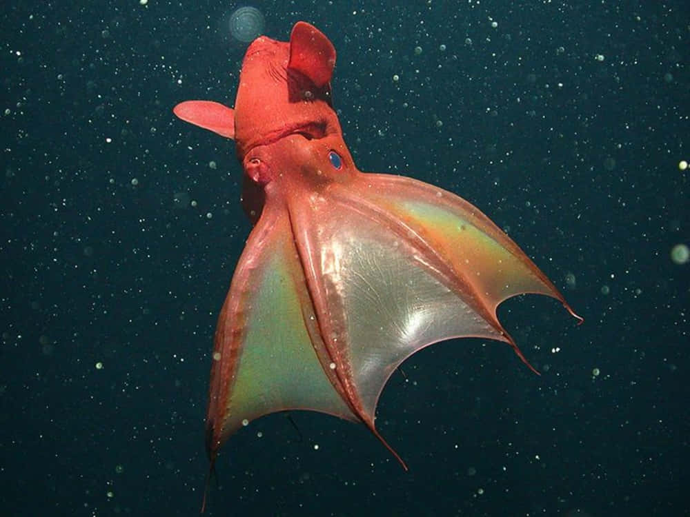vampire squid, underwater, vibrant red, SD Desktop Wallpaper
