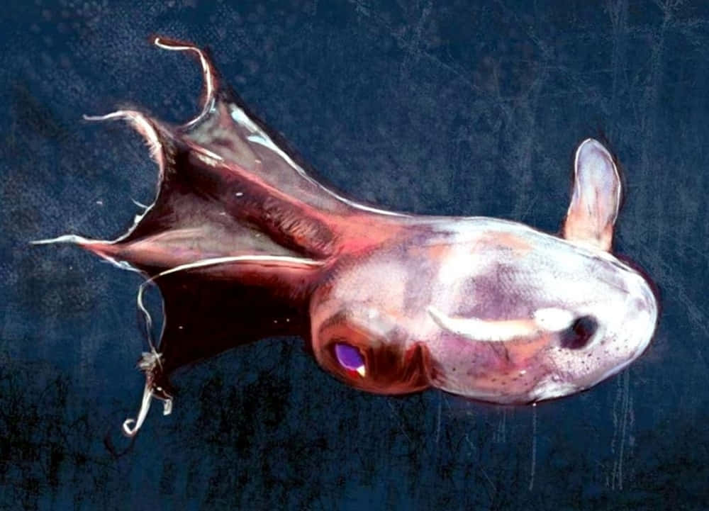 Vampire Squid, translucent deep-sea fish, glowing purple eyes, SD Desktop Wallpaper