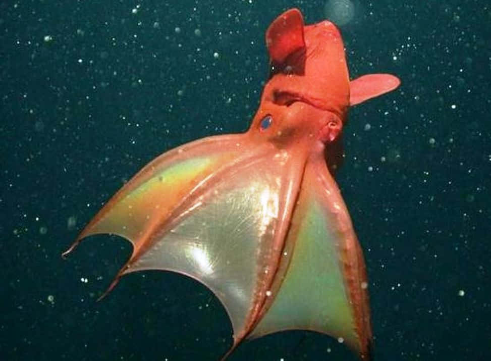 vampire squid, translucent wing-like fins, glowing blue eyes, SD Desktop Wallpaper