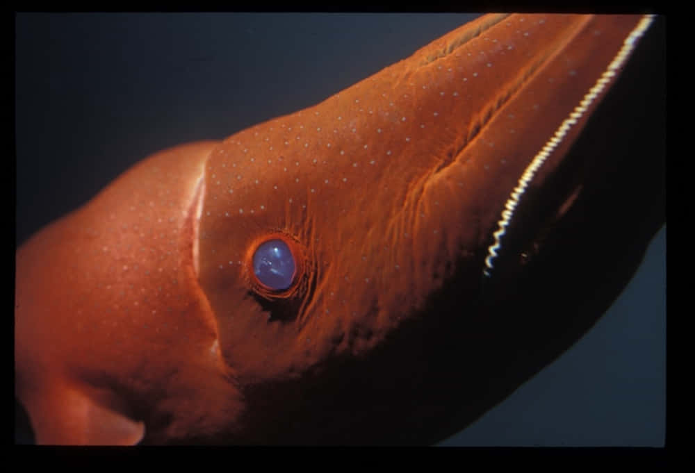 vampire squid, reddish-brown, blue eye, SD Desktop Wallpaper
