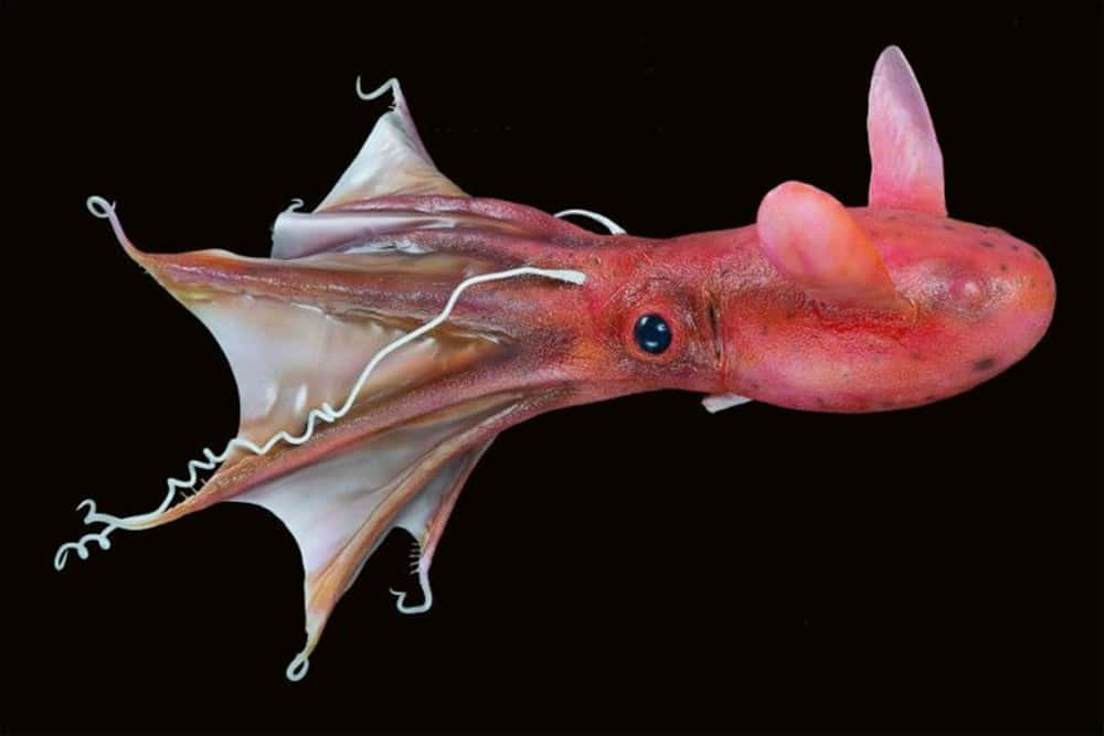 Vampire Squid, pink squid, translucent wings, SD Desktop Wallpaper