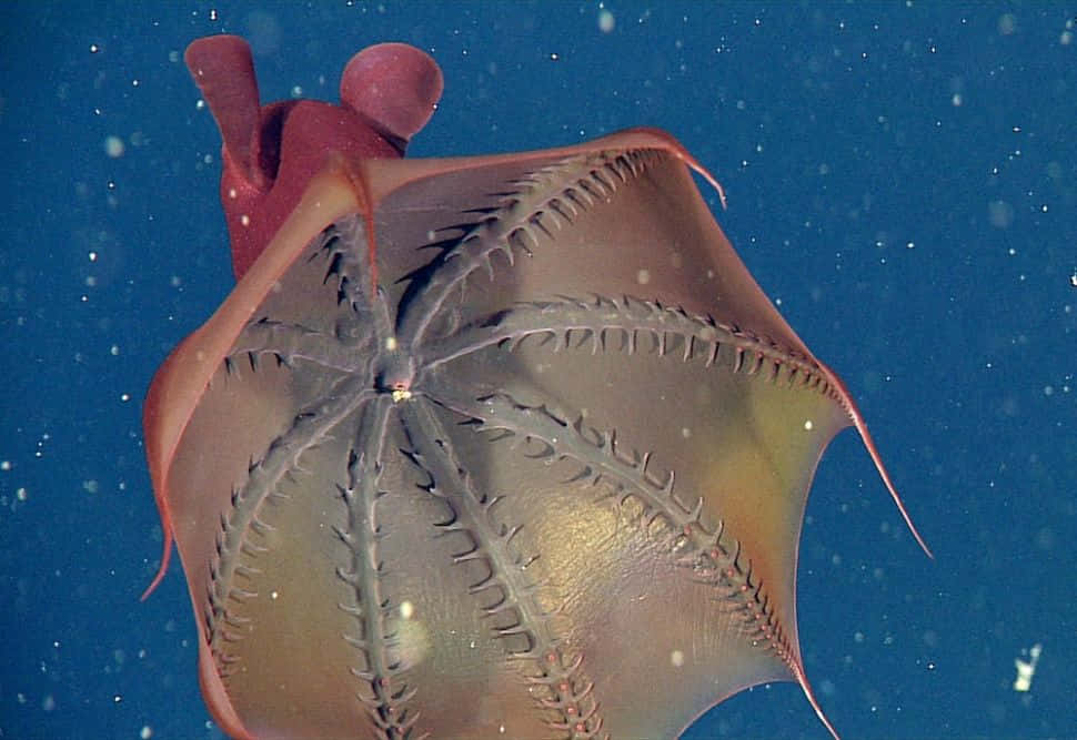Vampire Squid, translucent red and brown, spiny arms, SD Desktop Wallpaper