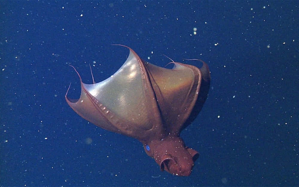 Vampire Squid, deep blue ocean water, floating particles, SD Desktop Wallpaper