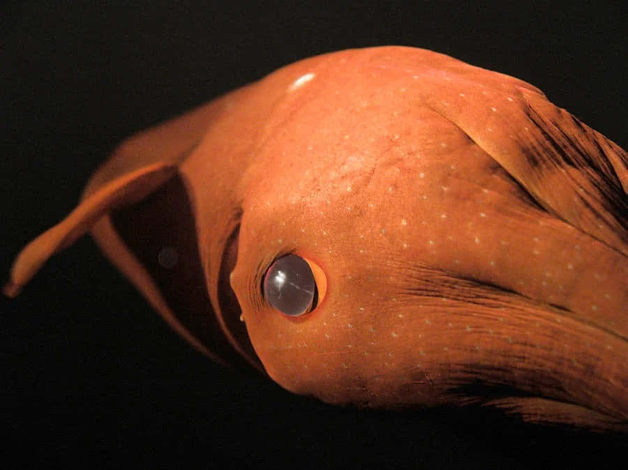 Vampire Squid, reddish-orange, large reflective eye, SD Desktop Wallpaper