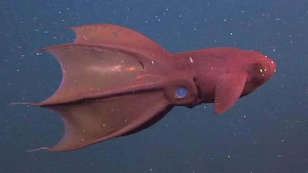 Vampire Squid, deep-sea squid, dark blue water, SD Desktop Wallpaper