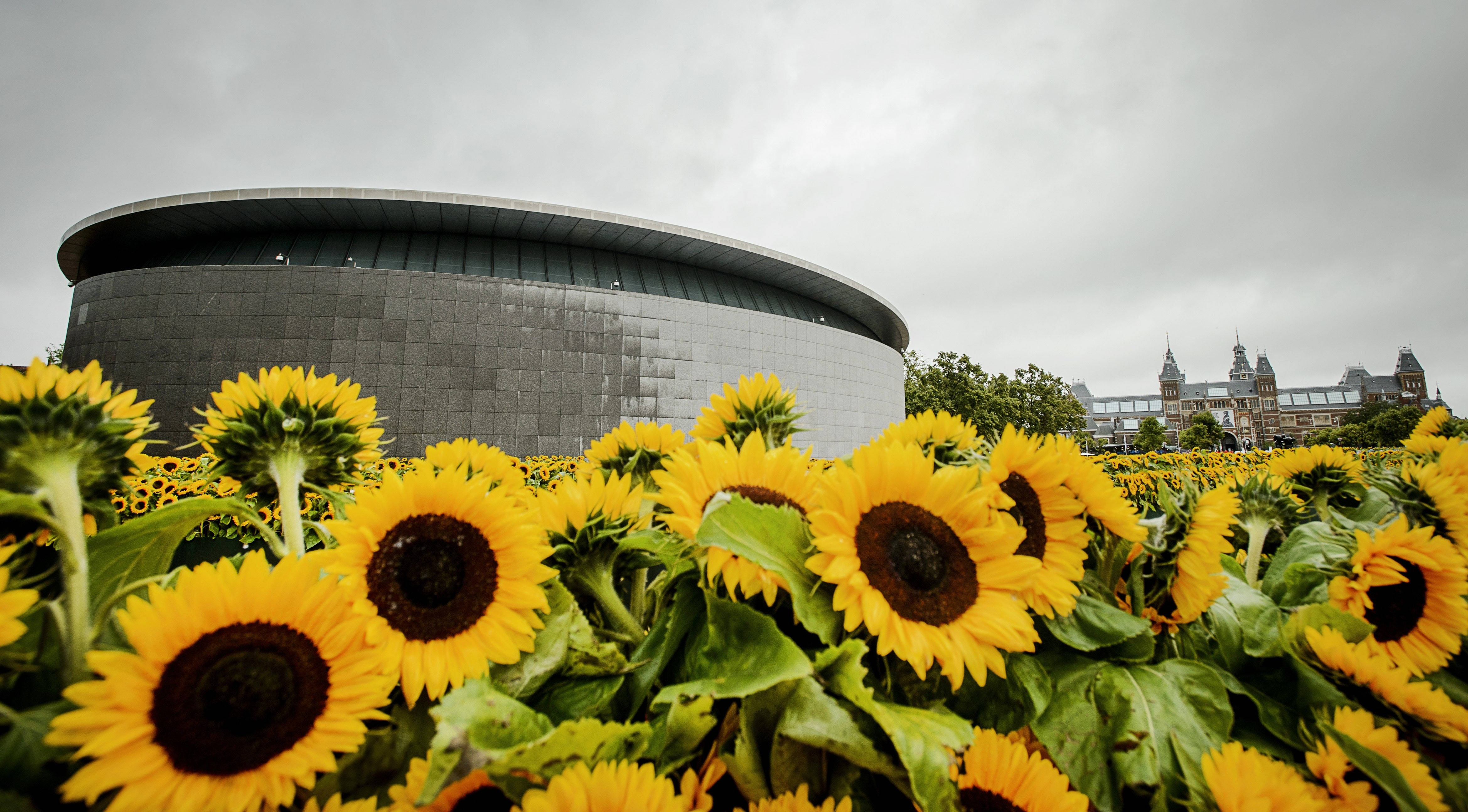 Van Gogh Museum, sunflower field, modern curved building, 4K Desktop Wallpaper