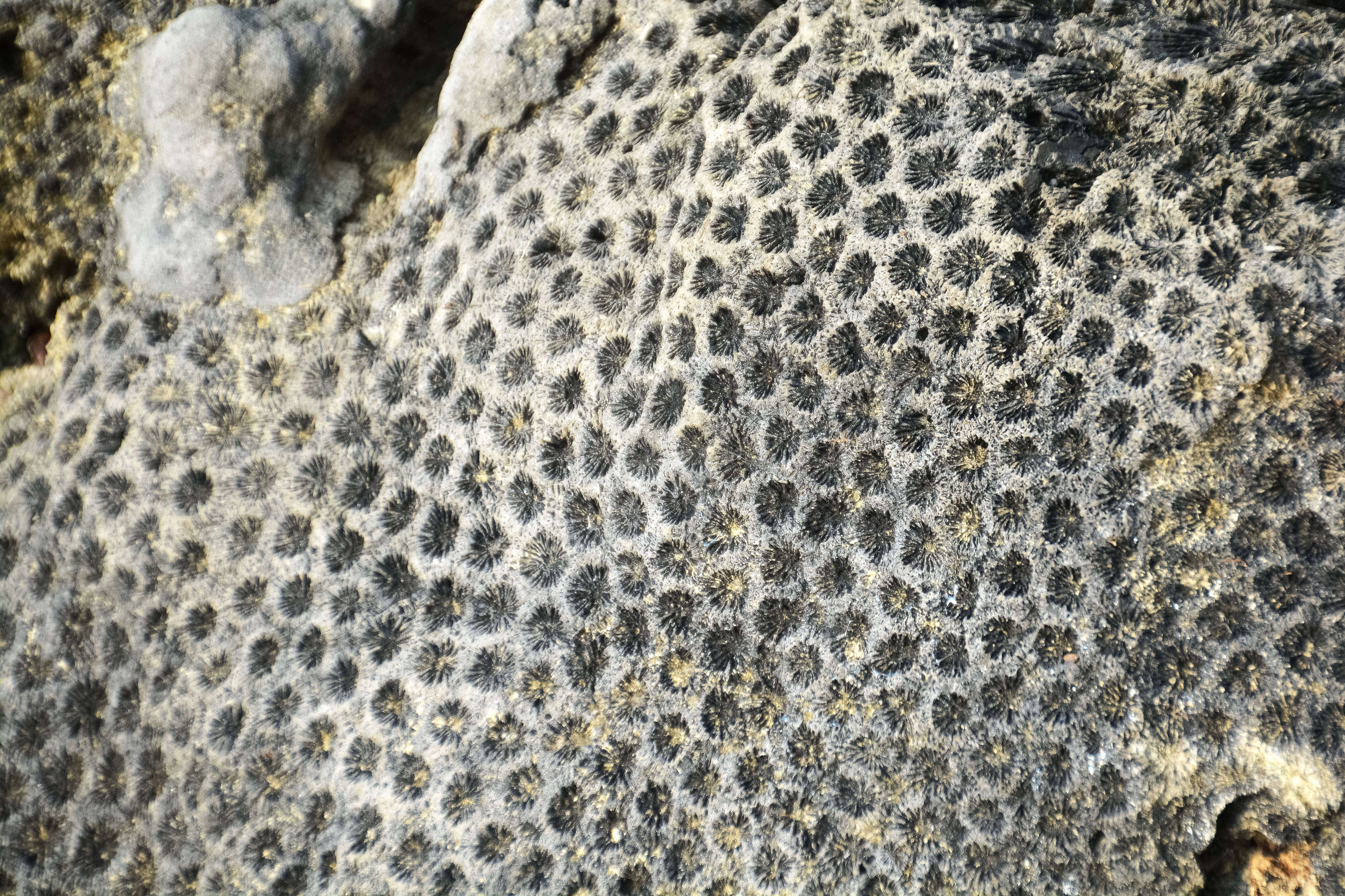 Vanuatu, Ocean Corals, dark fuzzy growths, 5K Desktop Wallpaper