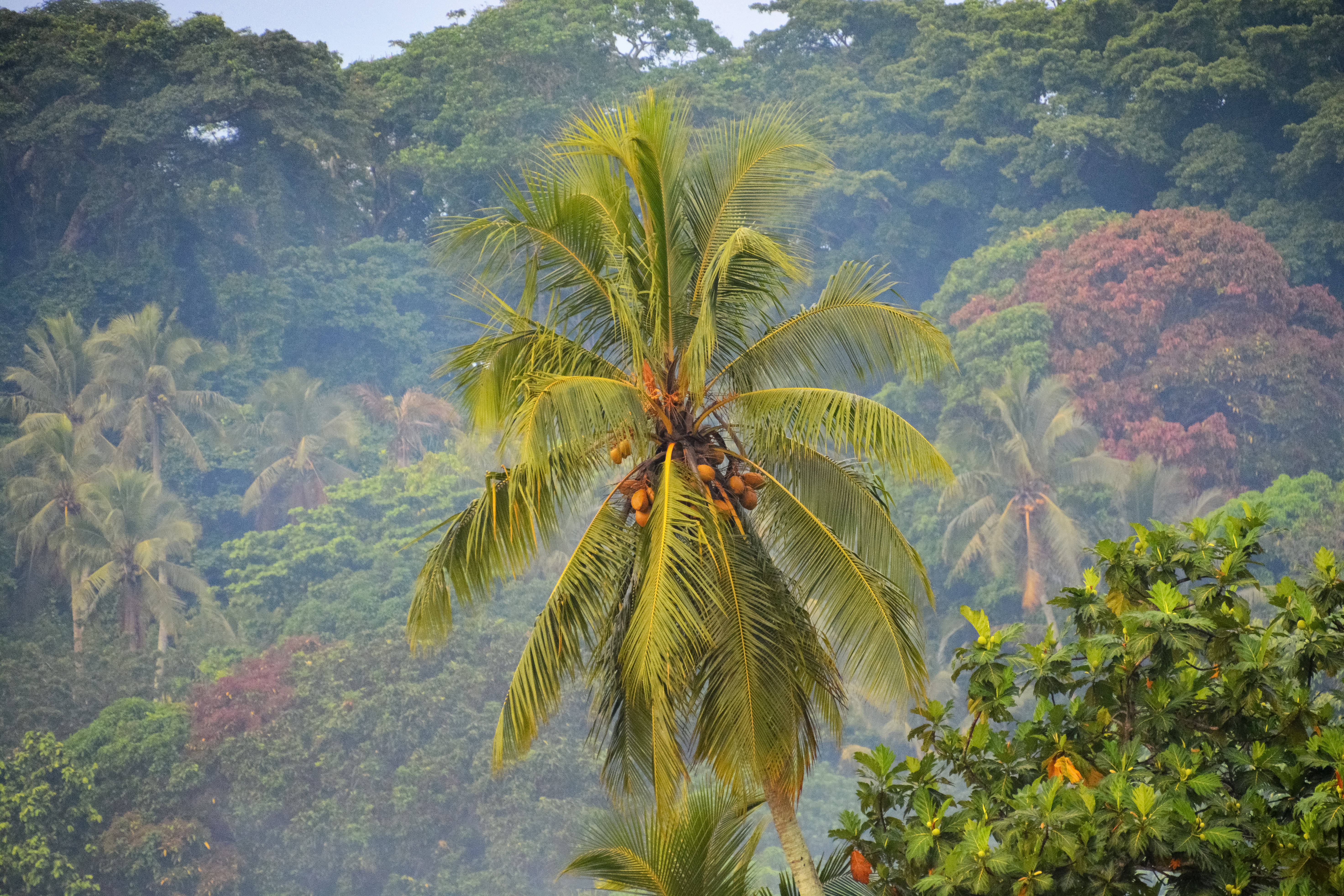 Vanuatu, coconut palm, coconut tree, 5K Desktop Wallpaper